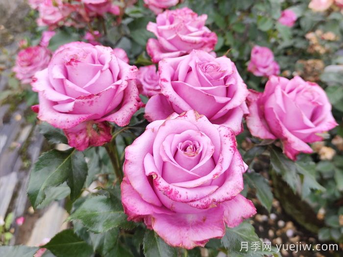 五月份，陽臺黨必備的月季爆花養(yǎng)護(hù)全攻略(圖2)