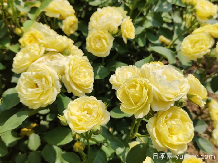 月季不開(kāi)花，究竟是什么原因造成的呢？(圖1)