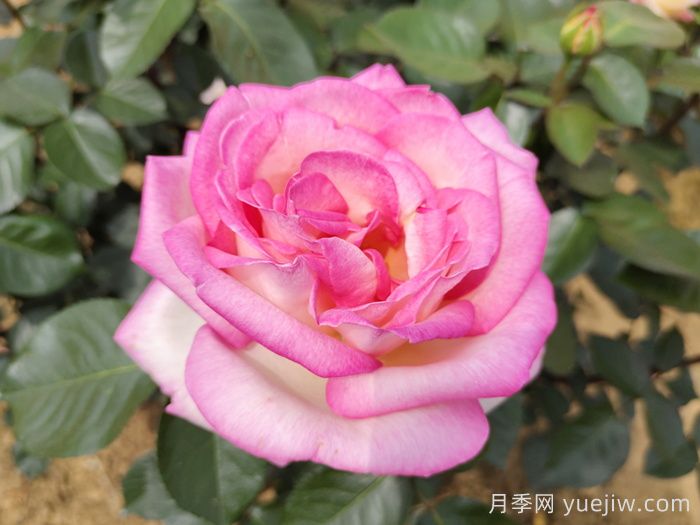 南陽(yáng)月季：智能云端，讓養(yǎng)月季更智慧(圖1)