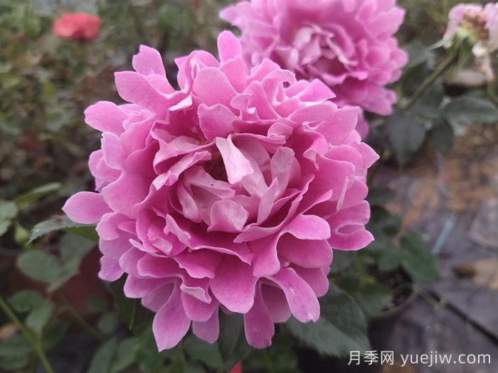 南陽(yáng)月季：借直播東風(fēng)，產(chǎn)業(yè)迭代煥新(圖1)