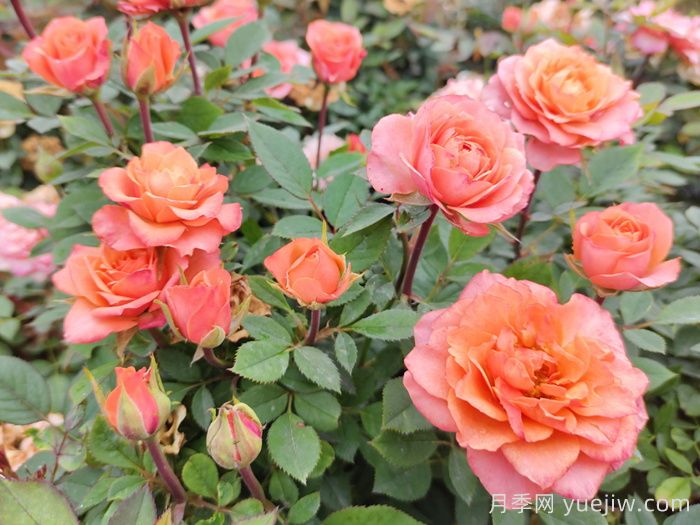五月份月季花該如何管理？(圖1)