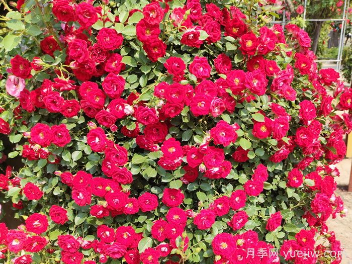 五月份月季花該如何管理？(圖2)