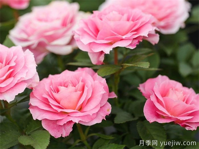 海神王陽(yáng)臺(tái)月季和鈴之妖精月季，哪款更值得入手？(圖2)