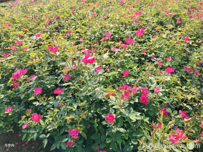 月季只長枝葉而不開花的原因(圖1)