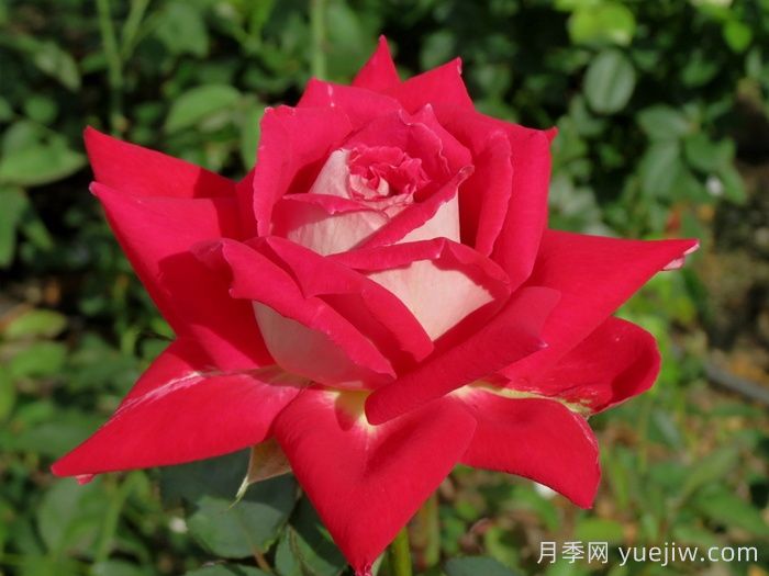 春季月季移栽，一定要檢查根部預(yù)防根腐病(圖1)