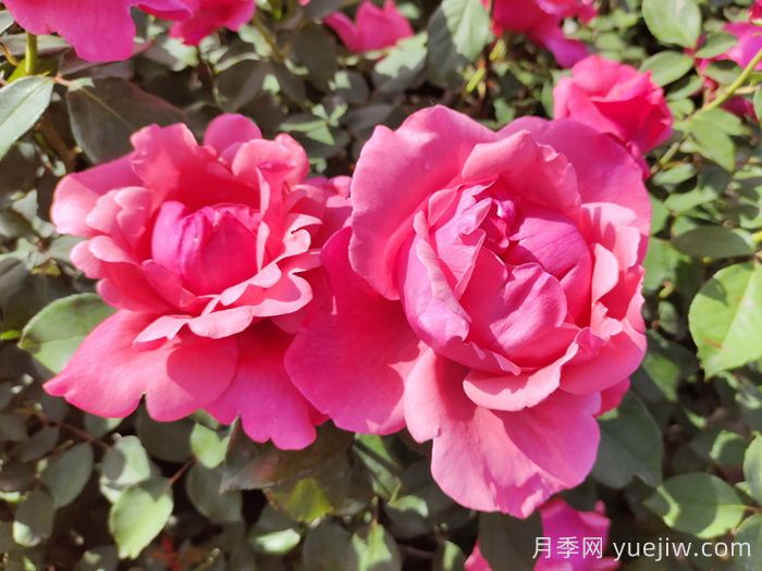 南陽月季：南陽市月季國家林木種質(zhì)資源庫引領(lǐng)產(chǎn)業(yè)發(fā)展(圖1)