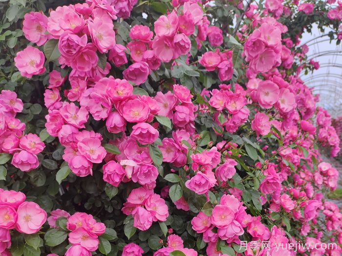 四季如春的花園，一定有棵四季藤本月季！(圖1)