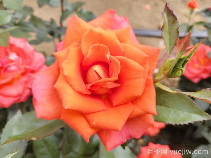 月季花種子怎么種才能苗出的快？(圖1)