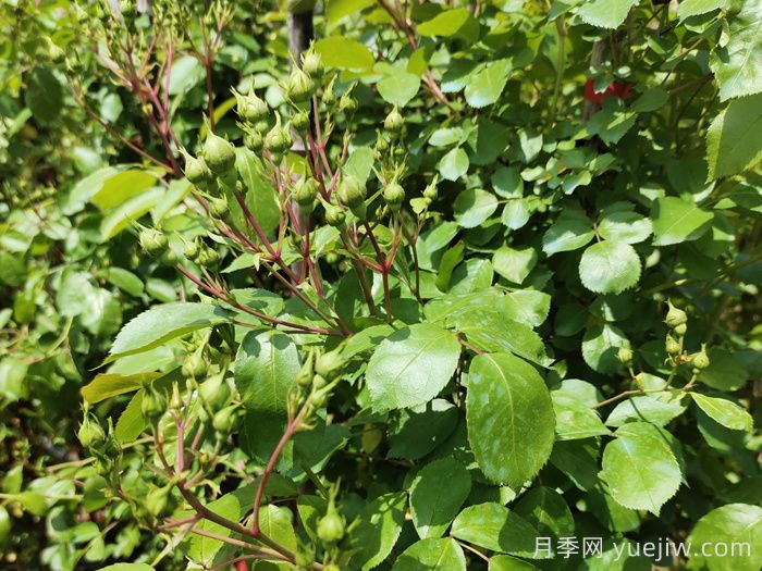帶花苞的月季小苗，如何給它定植服盆？(圖1)