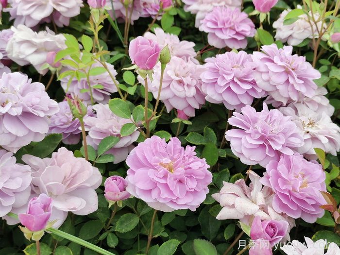 藍(lán)色陰雨月季一年開幾次花？(圖1)