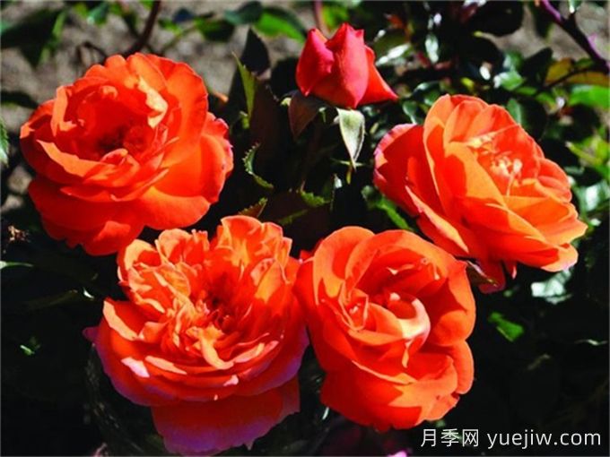 芒果陽臺(tái)月季有什么優(yōu)缺點(diǎn)？(圖1)