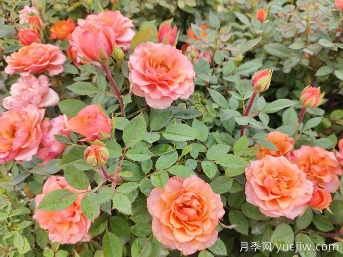 月季花品種到底有多少？(圖1)