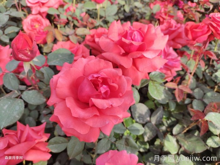 月季花在中國有哪些受歡迎的品種？(圖1)