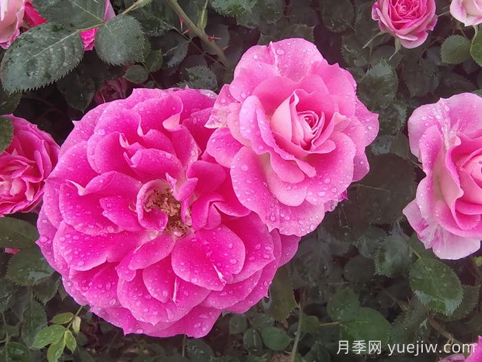 月季花能抗多少度的低溫？(圖1)