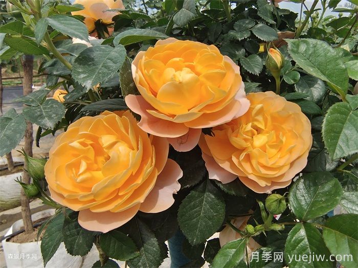 花期長且好養(yǎng)的月季有哪些？(圖1)