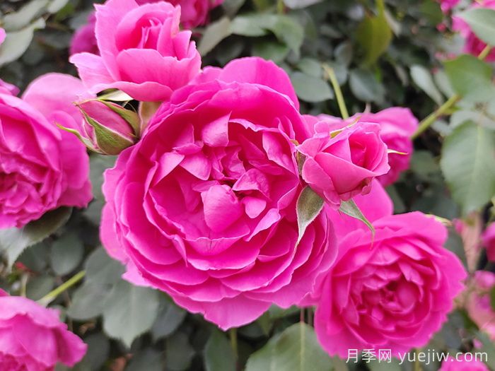 花期長且好養(yǎng)的月季有哪些？(圖3)