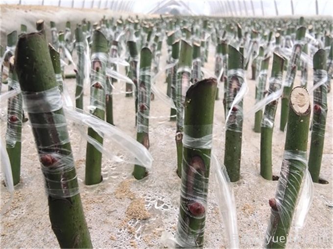 月季的繁殖方法有哪些？五大方法詳解(圖2)