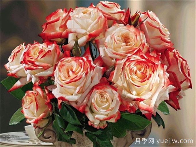 法拉皇后月季多長(zhǎng)時(shí)間能長(zhǎng)成大灌木？(圖1)