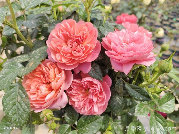 紅蘋果月季與紅色果汁月季有什么區(qū)別？(圖2)