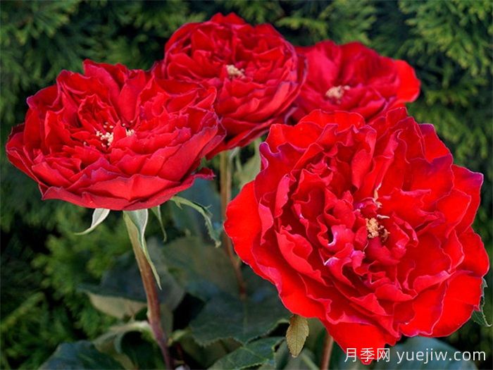 紅蘋果月季和紅舞裙月季有什么區(qū)別？(圖2)