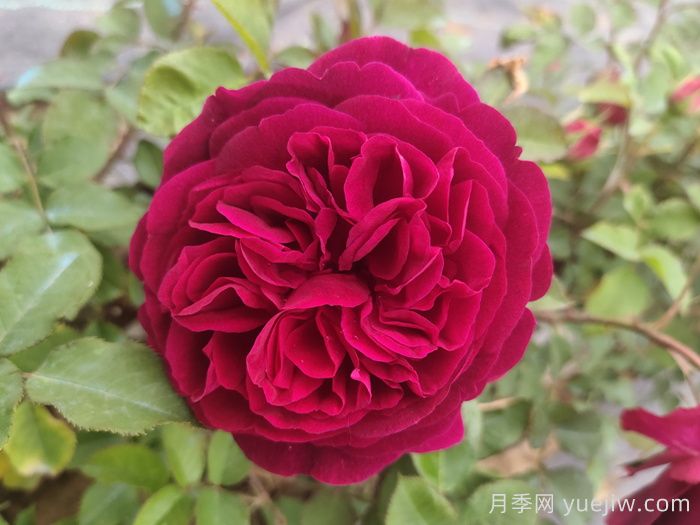 黑魚子醬月季和黑伍德月季哪個(gè)好？(圖1)