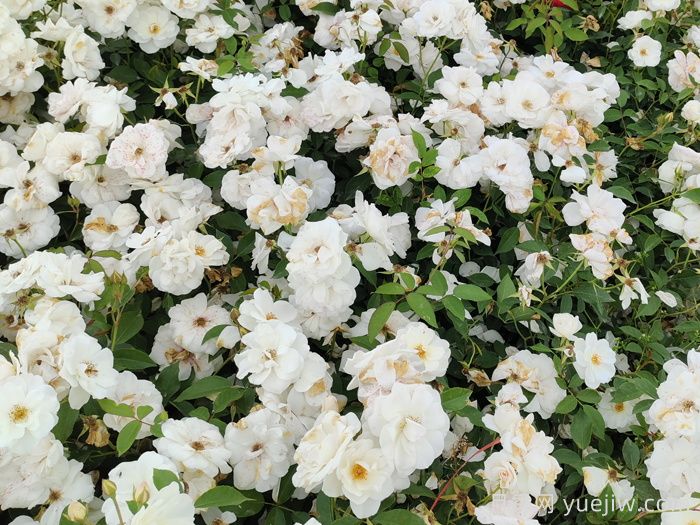 新疆可以種植哪些月季花品種？(圖1)