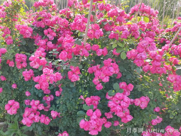 西藏園林綠化有哪些適合的月季？(圖2)