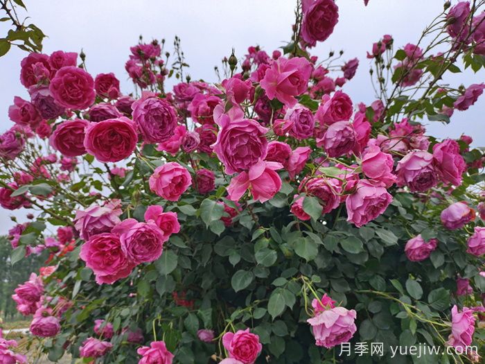 月季有紅蜘蛛用什么藥防治效果好？(圖1)