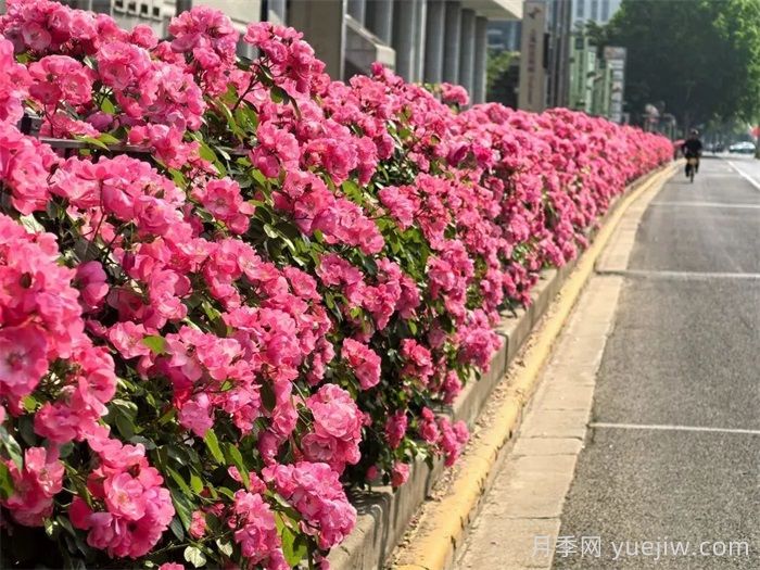 上海月季：申城月季全城開(kāi)，賞月季地圖指南(圖7)