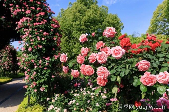 上海月季：申城月季全城開(kāi)，賞月季地圖指南(圖6)