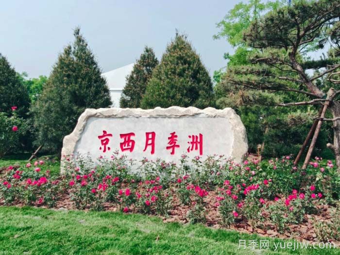 第九屆國際月季大會(huì)，北京京西月季洲開啟頂流(圖1)