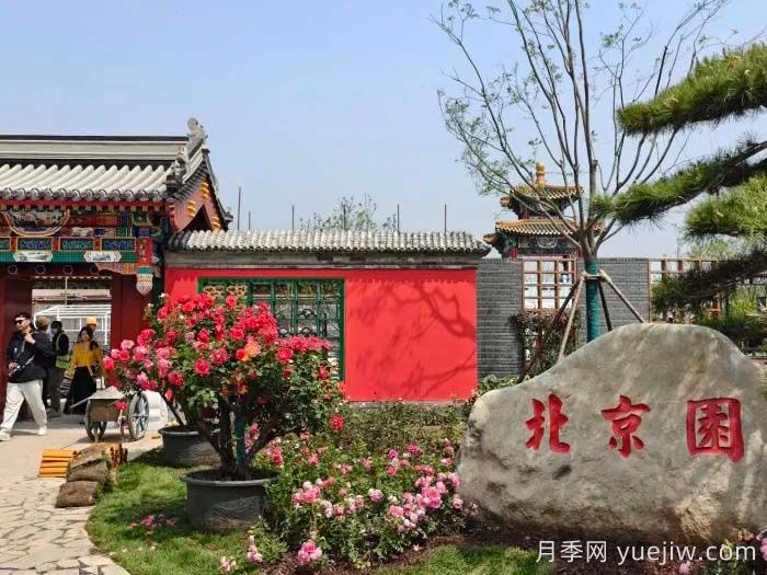 第九屆國際月季大會(huì)，北京京西月季洲開啟頂流(圖3)