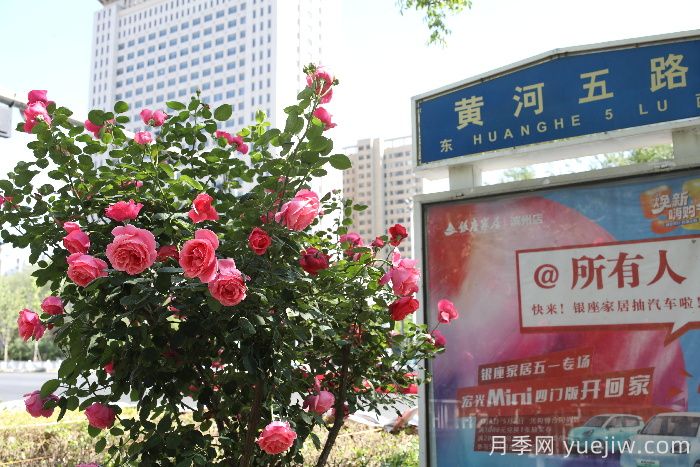 濱州月季：市花月季綻放，繁花似錦惹人醉！(圖2)