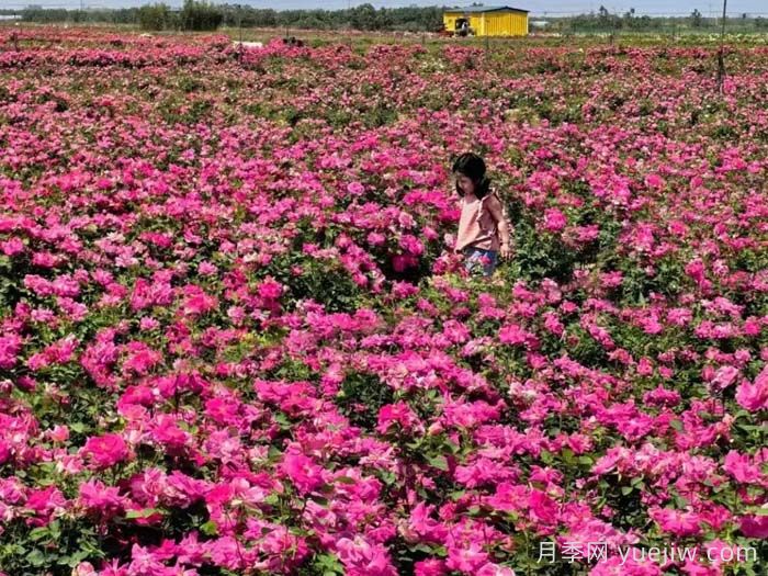 西安月季:西咸新區(qū)300萬株月季花海火出圈(圖1) 西安月季:西咸新區(qū)300萬株月季花海火出圈(圖1)