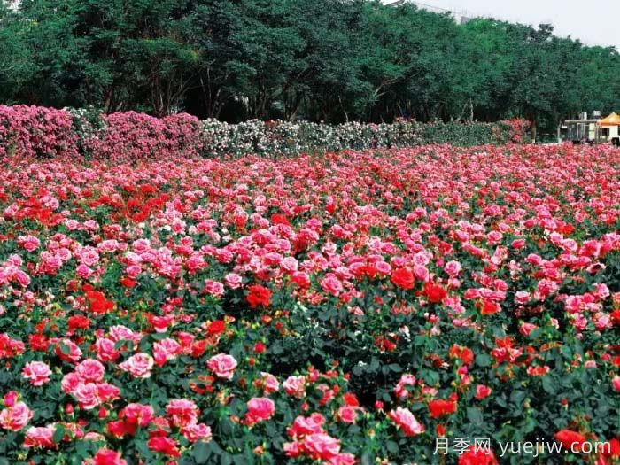 西安月季:西咸新區(qū)300萬株月季花海火出圈(圖2) 西安月季:西咸新區(qū)300萬株月季花?;鸪鋈?圖2)