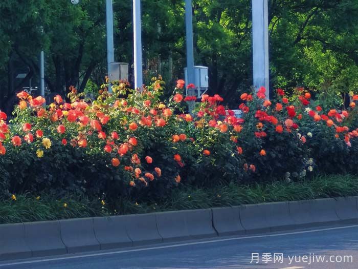 北京豐臺17.6公里月季項鏈上線，三環(huán)路變身浪漫花廊(圖2)