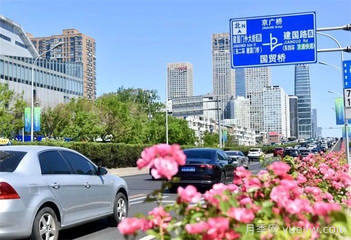 北京朝陽月季海洋，街頭已開濃顏模式(圖1)