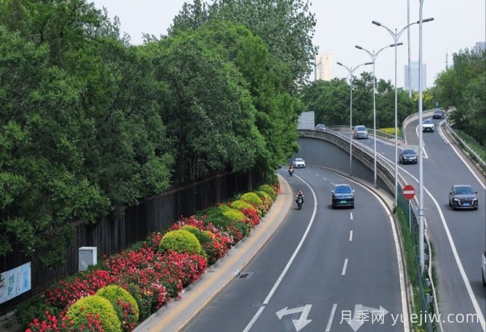 北京朝陽月季海洋，街頭已開濃顏模式(圖2)
