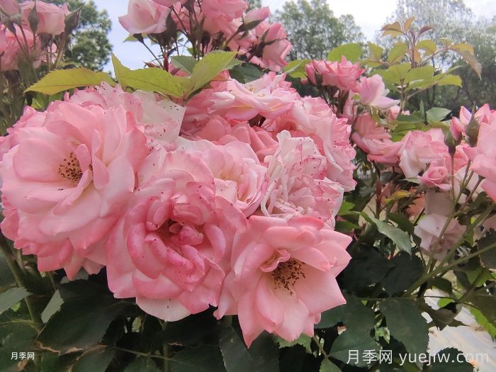 月季花后需要修剪嗎？不剪可以嗎？(圖1)