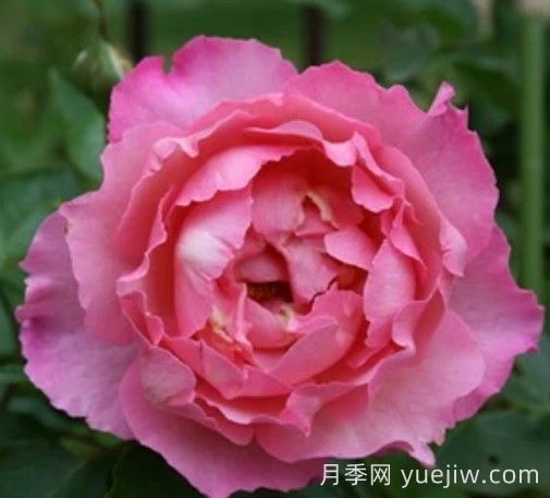 伊芙三號月季/伊芙夏娃(圖1)