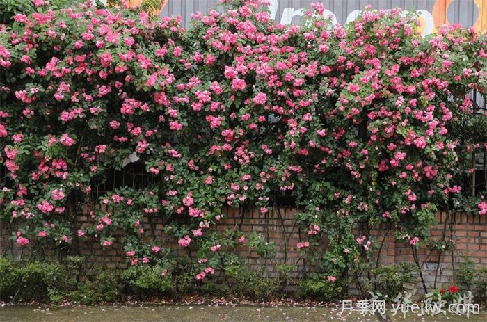 薔薇已開滿墻！這波被成都成華美到了(圖2)