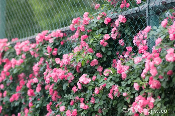 浙師大薔薇花開成瀑，安吉拉美翻了校園(圖1)