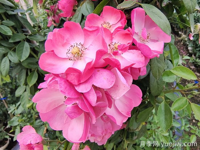 藤本月季中有哪些單瓣花？(圖1)