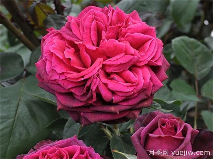 狄安娜伯爵夫人月季的優(yōu)缺點是什么？(圖1)