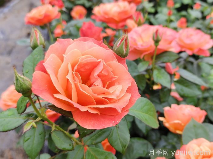 月季花什么時(shí)間開(kāi)，花期多久？(圖1)
