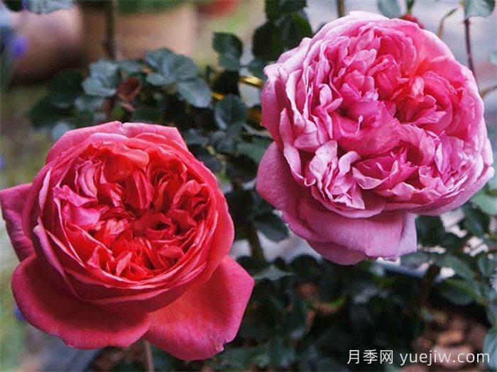 保羅克利月季的優(yōu)缺點是什么？(圖1)