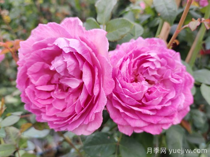 羅衣月季的優(yōu)缺點(diǎn)是什么？(圖1)