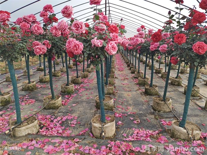 夏季月季養(yǎng)護全攻略：避開雷區(qū)，輕松爆花(圖1)