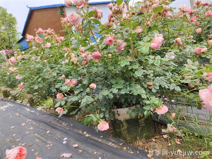 夏季月季養(yǎng)護全攻略：避開雷區(qū)，輕松爆花(圖2)