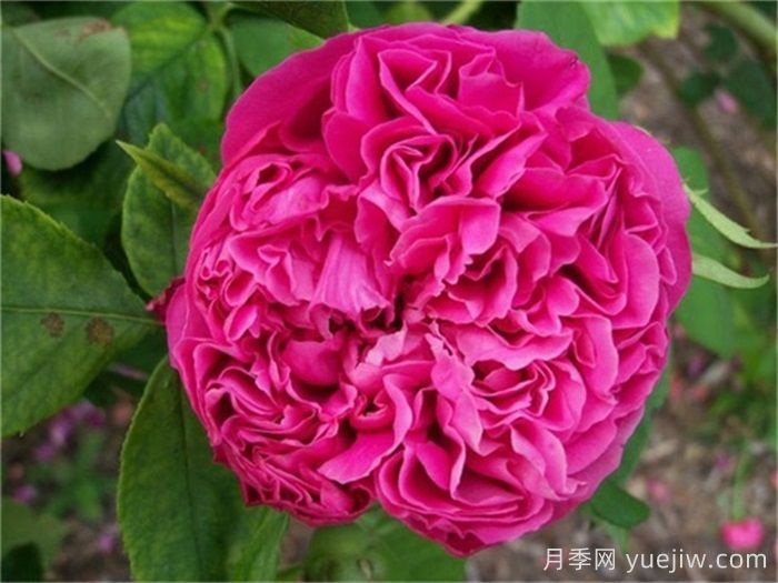 超大花朵20公分的月季有哪些？(圖3)